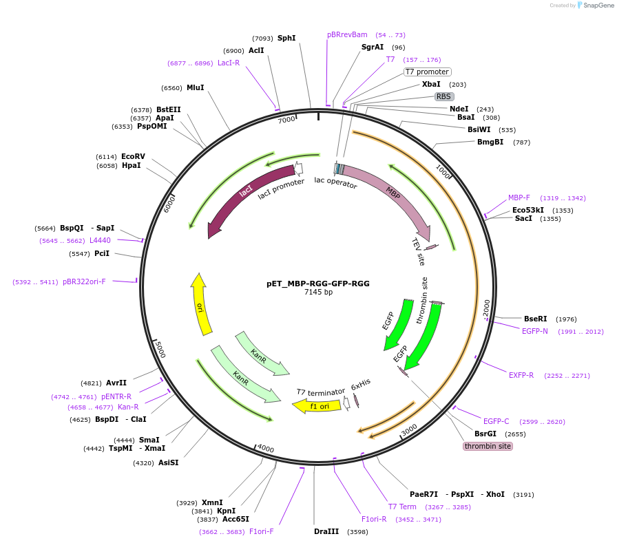 124949-plasmid-map-sequence-id-245567