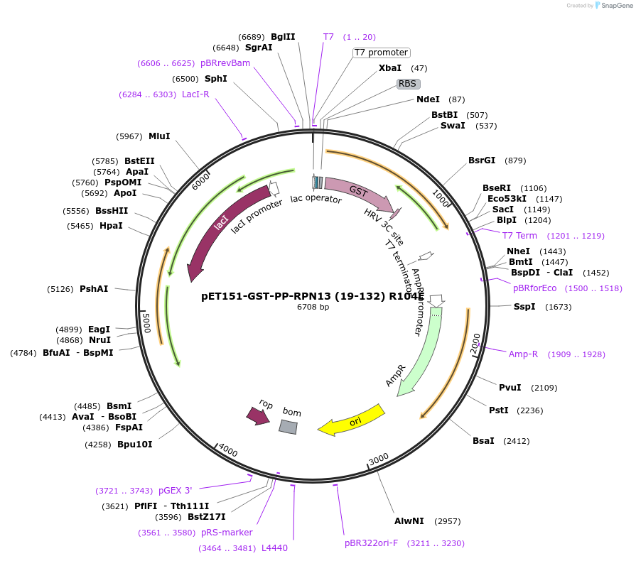 125828-plasmid-map-sequence-id-245573