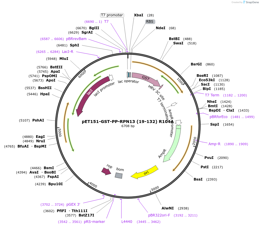 125826-plasmid-map-sequence-id-245576
