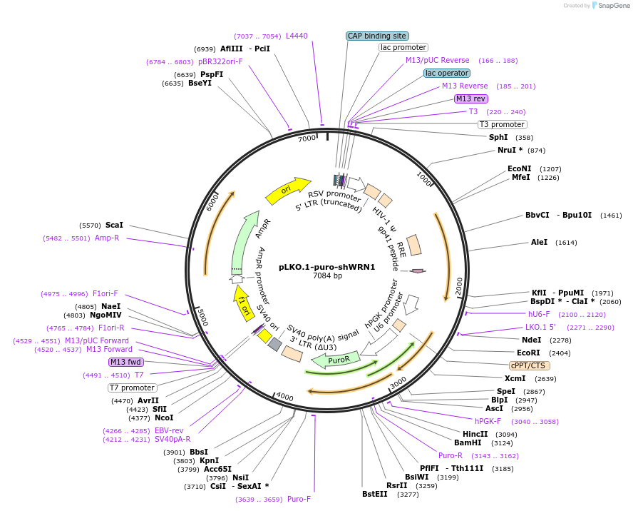 125781-plasmid-map-sequence-id-245579