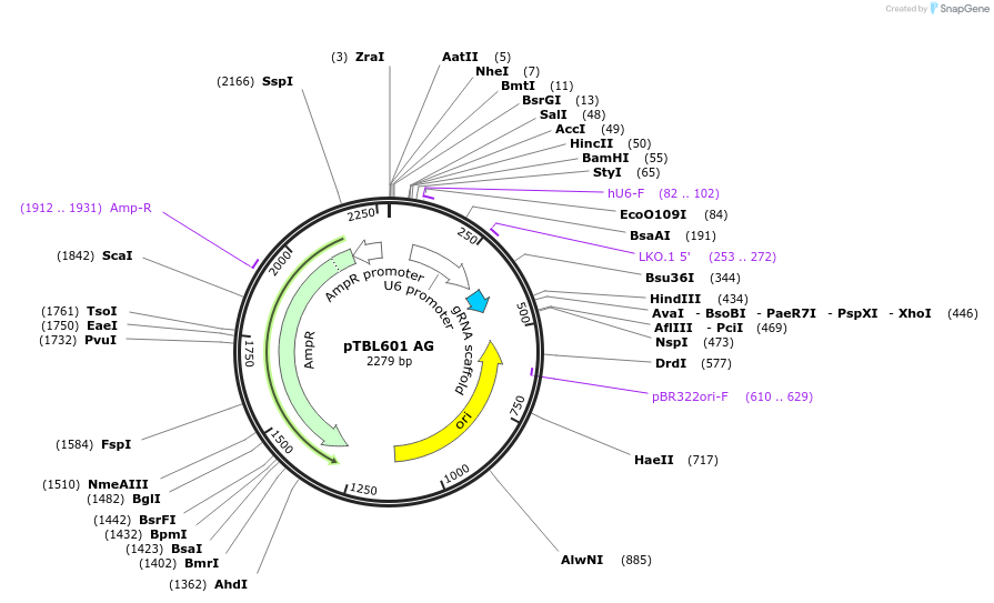 126952-plasmid-map-sequence-id-245587