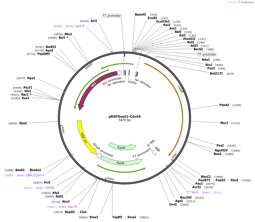 126878-plasmid-map-sequence-id-245619