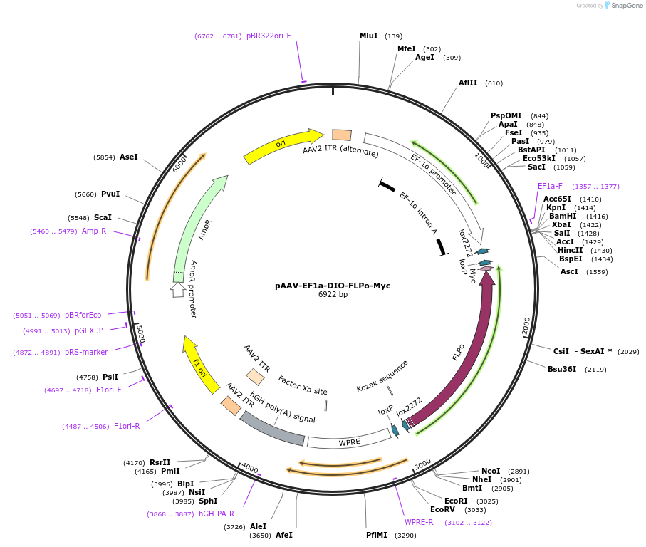 124641-plasmid-map-sequence-id-245621