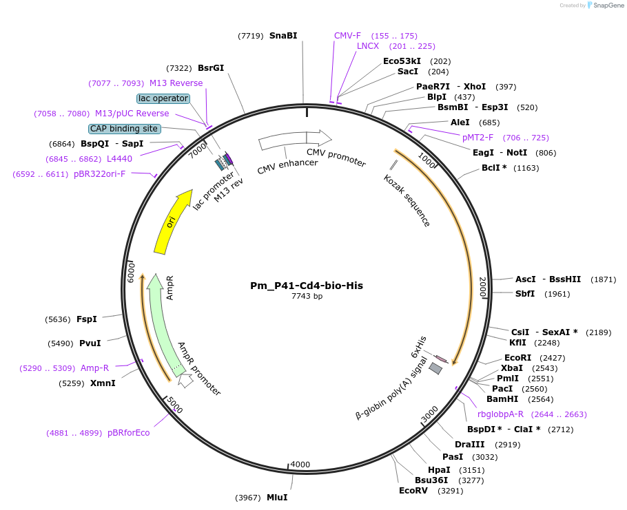 126824-plasmid-map-sequence-id-245647