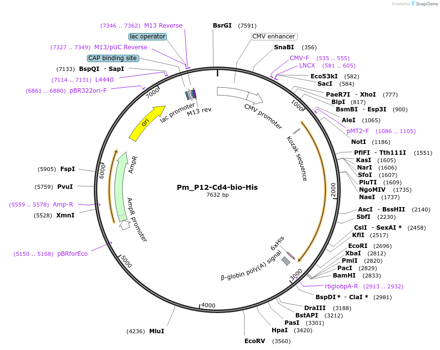126822-plasmid-map-sequence-id-245649