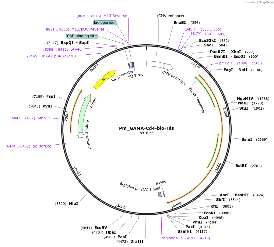 126818-plasmid-map-sequence-id-245651