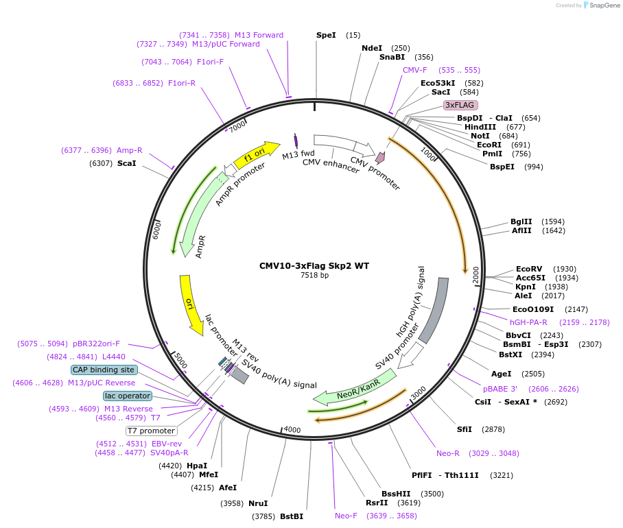 81115-plasmid-map-sequence-id-245656