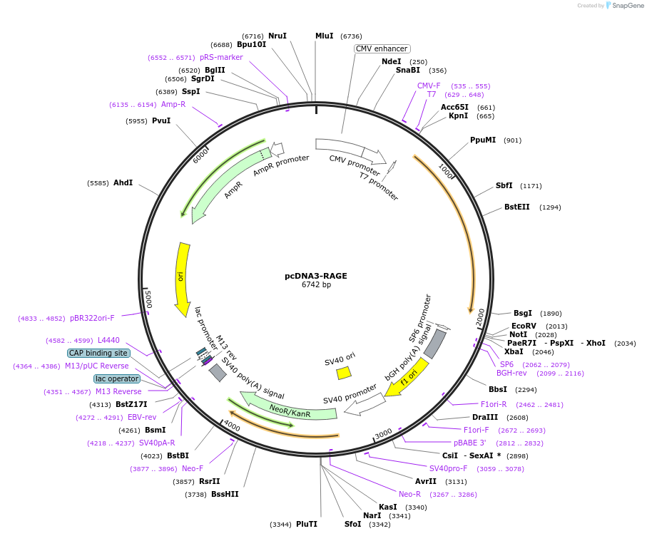 71435-plasmid-map-sequence-id-245658