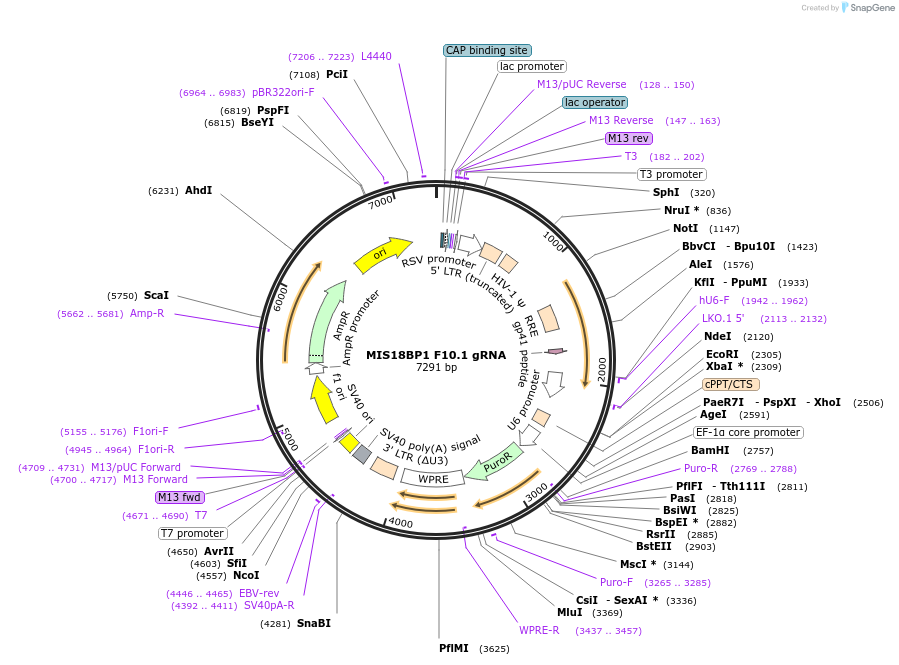 90769-plasmid-map-sequence-id-245674