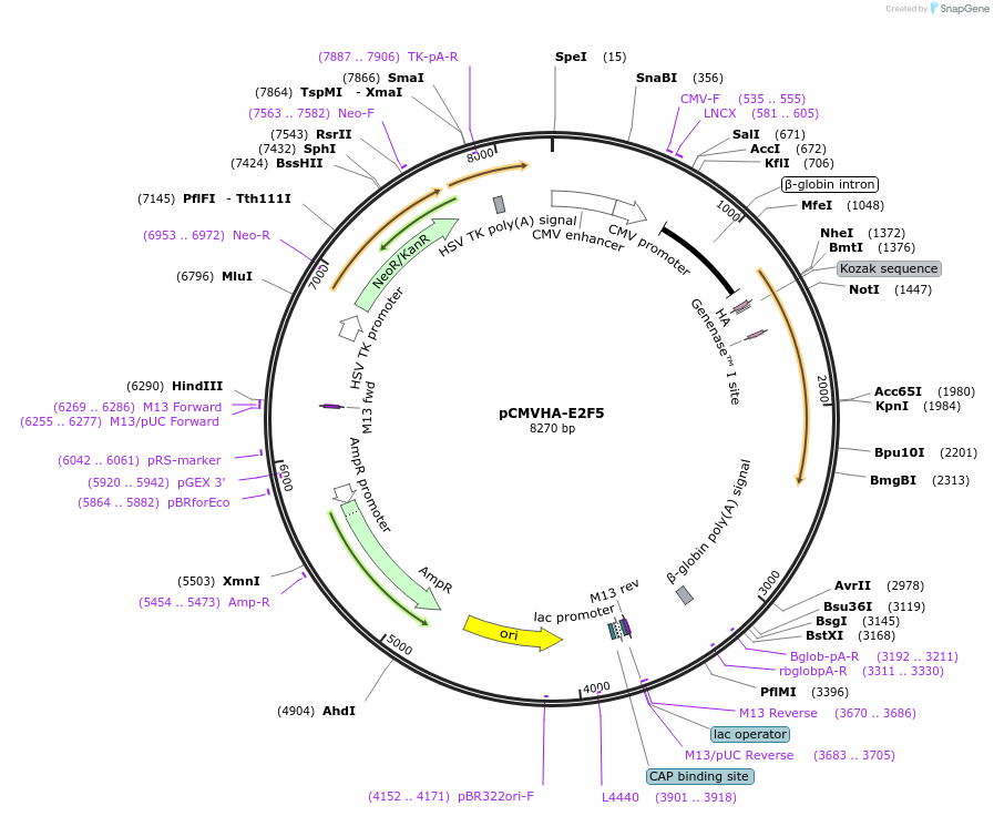24213-plasmid-map-sequence-id-245679