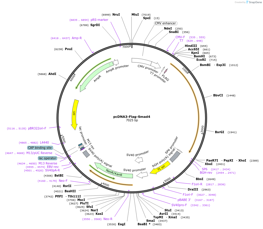 80888-plasmid-map-sequence-id-245680