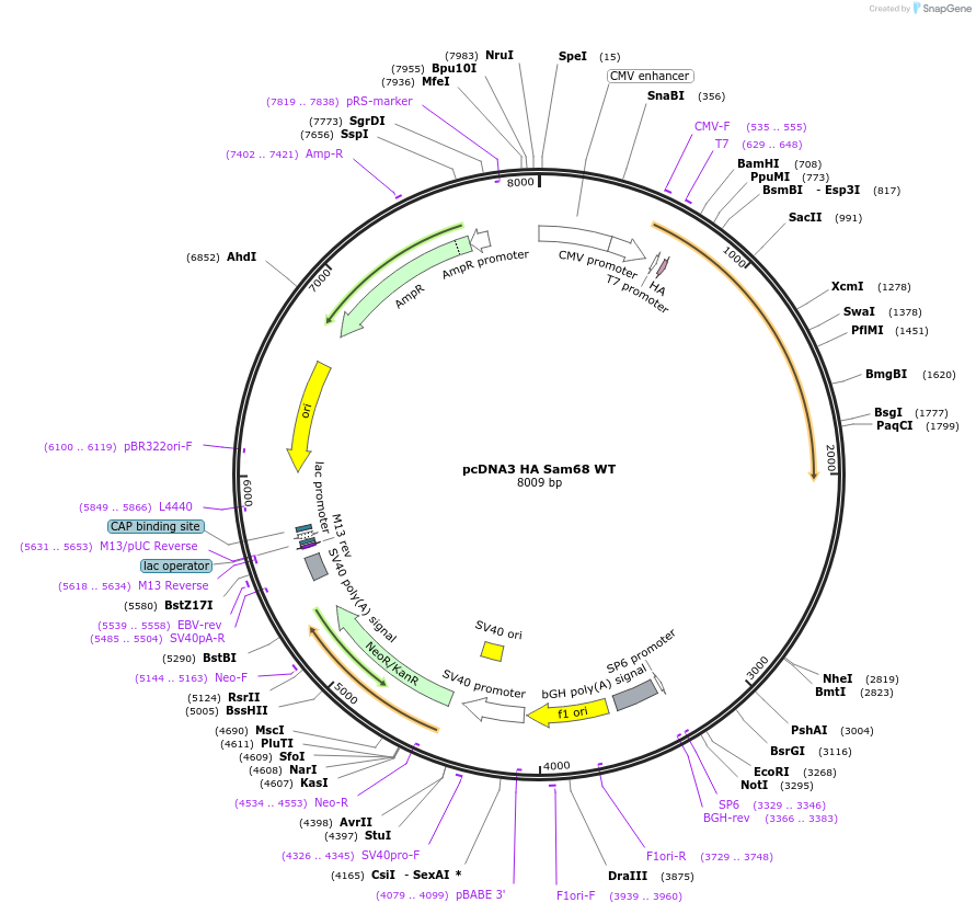 17690-plasmid-map-sequence-id-245682