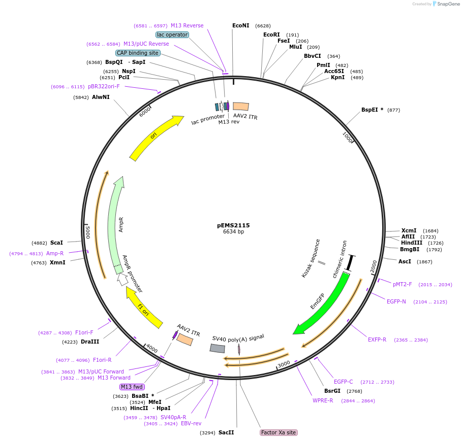 49140-plasmid-map-sequence-id-245687