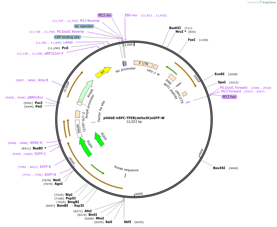 126693-plasmid-map-sequence-id-245693