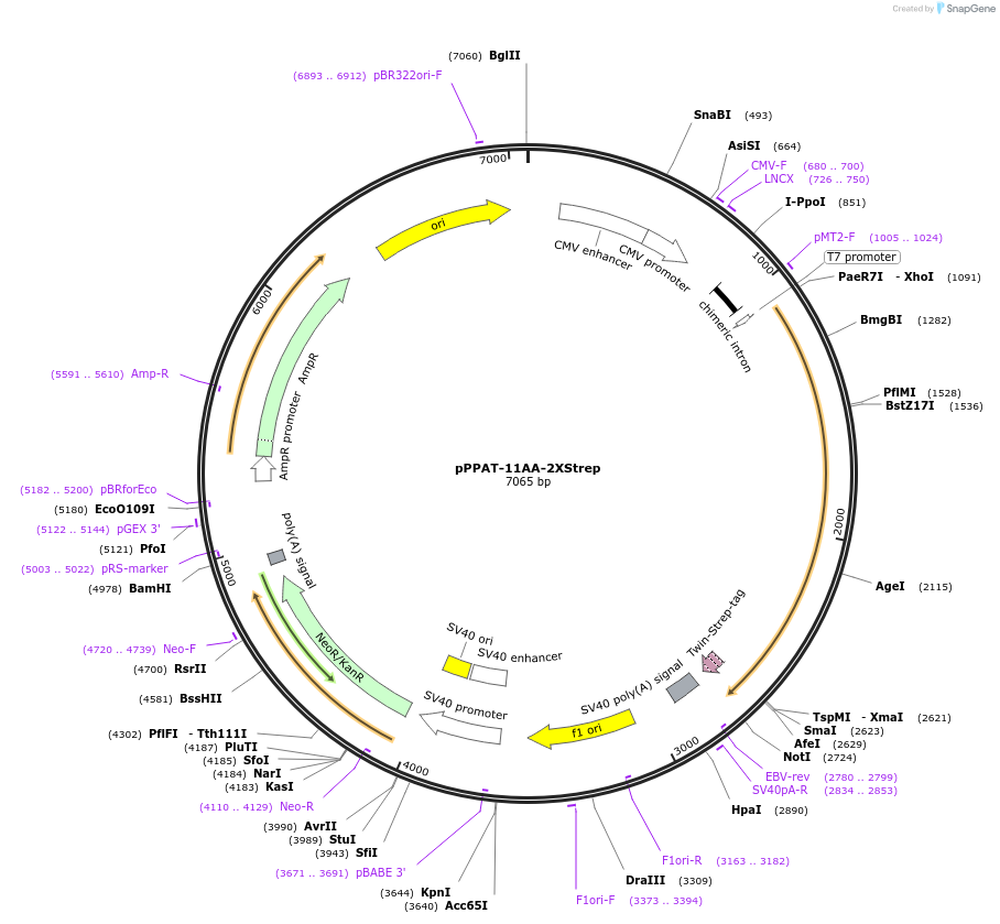 125680-plasmid-map-sequence-id-245695