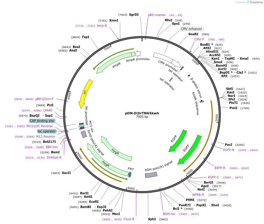 128279-plasmid-map-sequence-id-245701