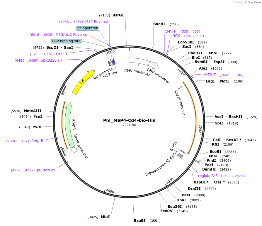 126820-plasmid-map-sequence-id-245739