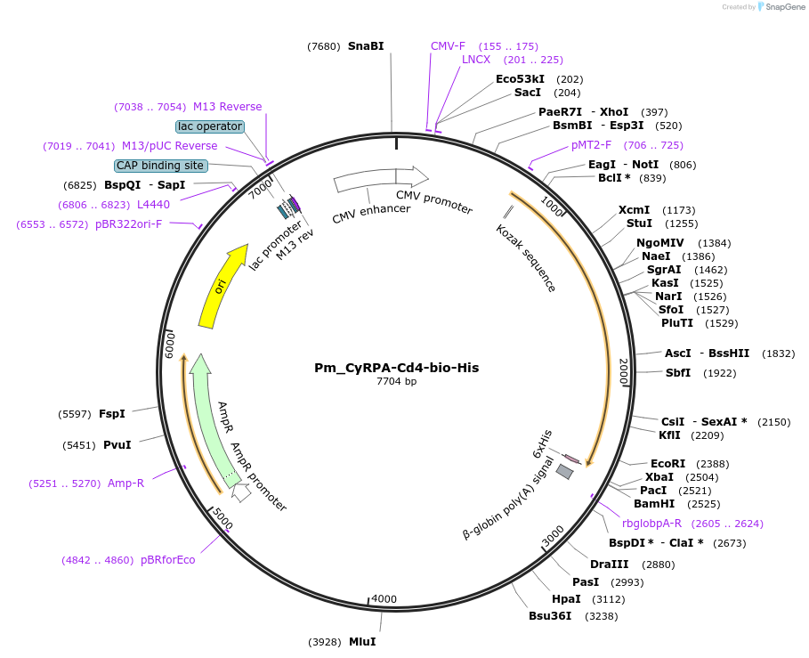 126817-plasmid-map-sequence-id-245740