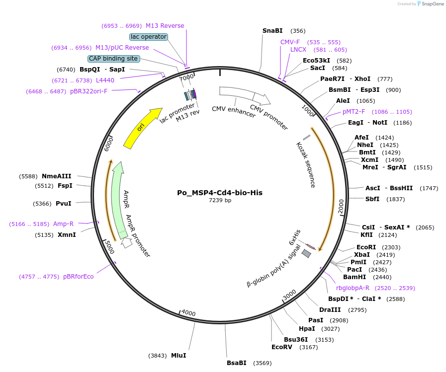 126832-plasmid-map-sequence-id-245753