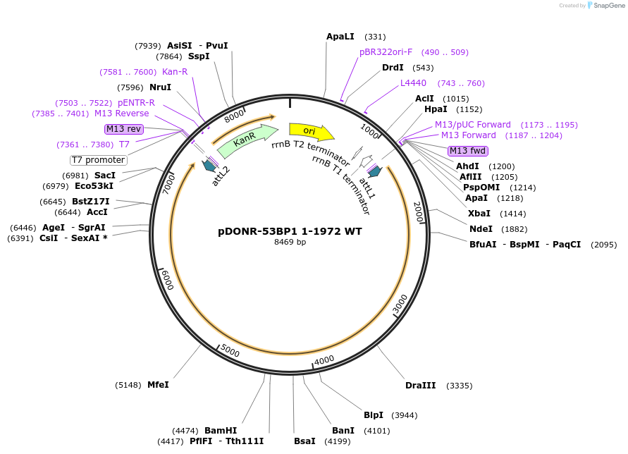 53446-plasmid-map-sequence-id-245760