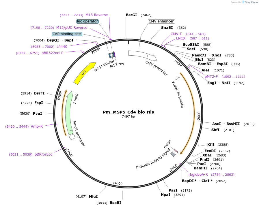 126821-plasmid-map-sequence-id-245767