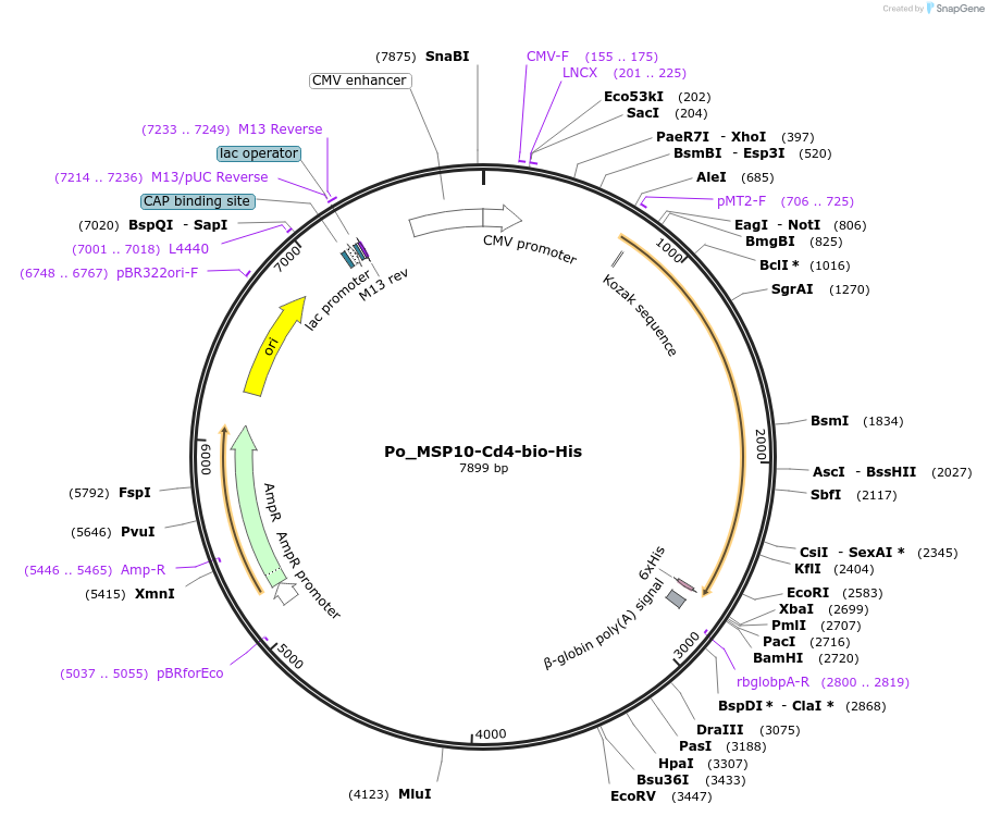 126831-plasmid-map-sequence-id-245769