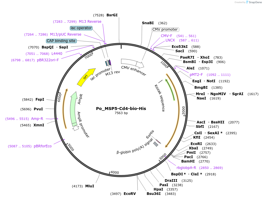126833-plasmid-map-sequence-id-245774