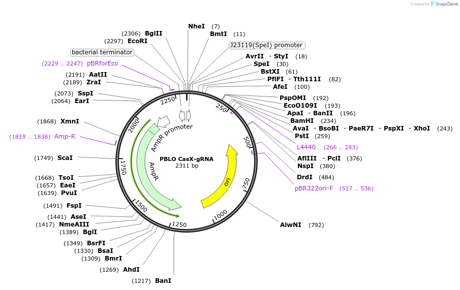 126419-plasmid-map-sequence-id-245794