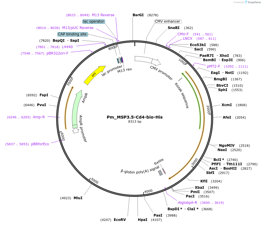 126825-plasmid-map-sequence-id-245801