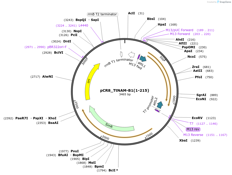 124577-plasmid-map-sequence-id-245802