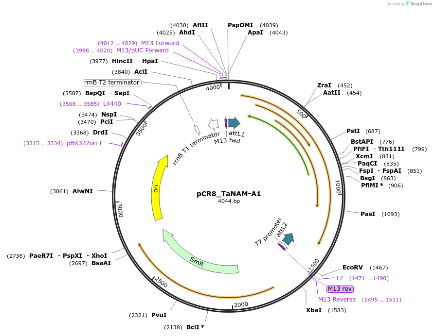 124574-plasmid-map-sequence-id-245803