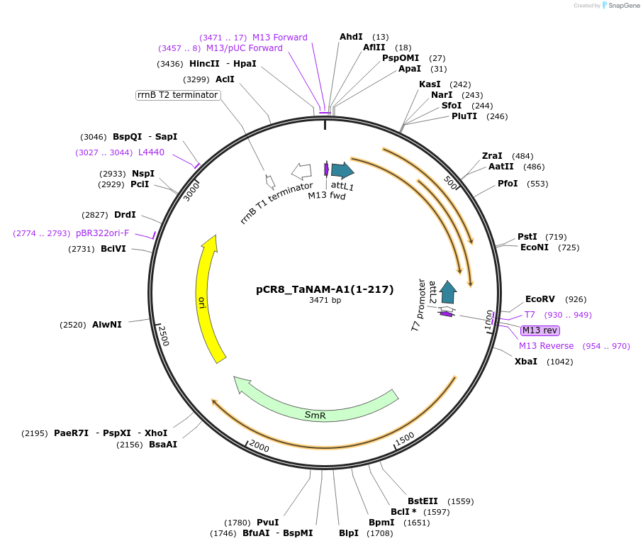 124576-plasmid-map-sequence-id-245804
