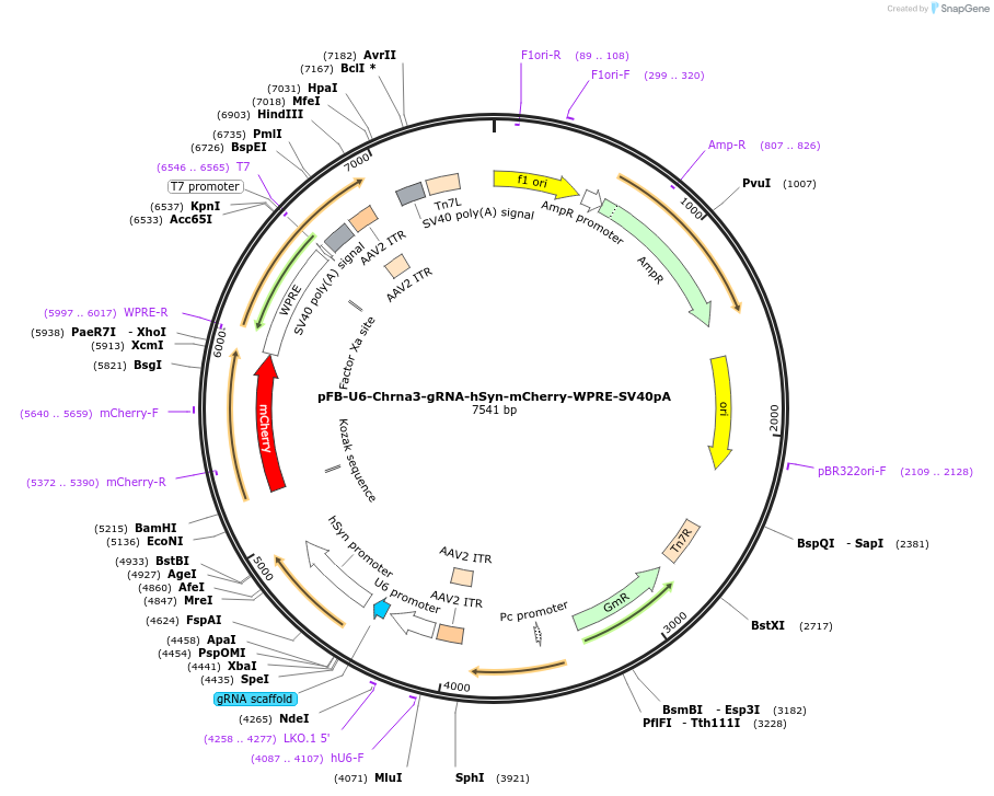 128338-plasmid-map-sequence-id-245821