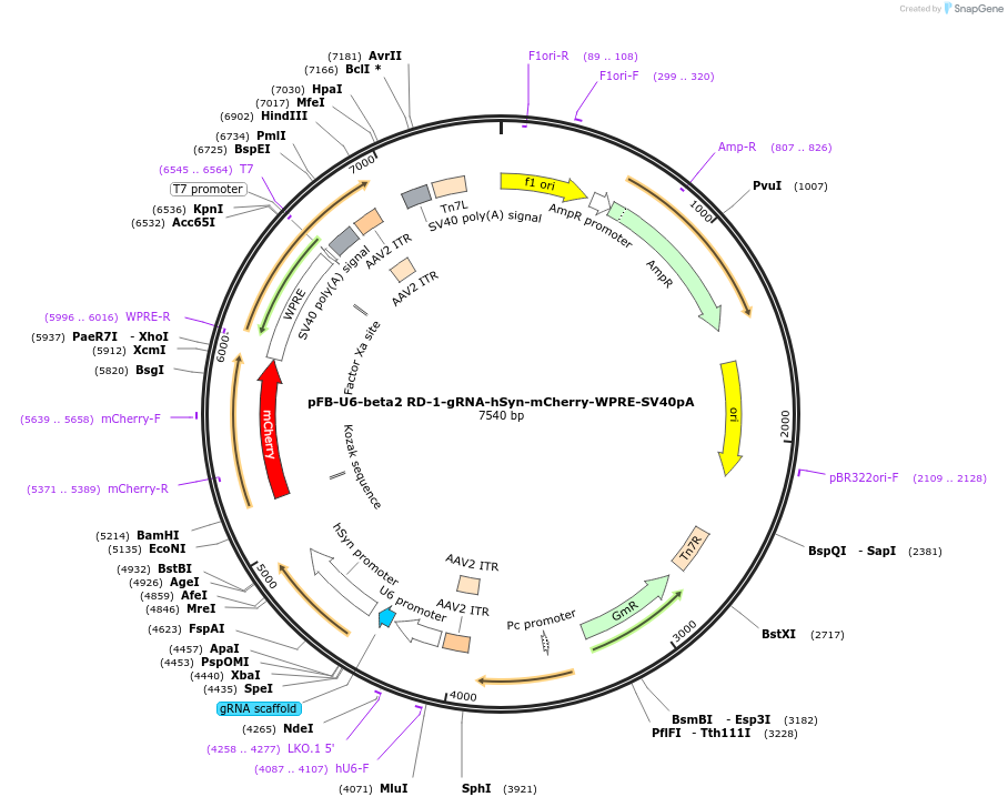 128343-plasmid-map-sequence-id-245826