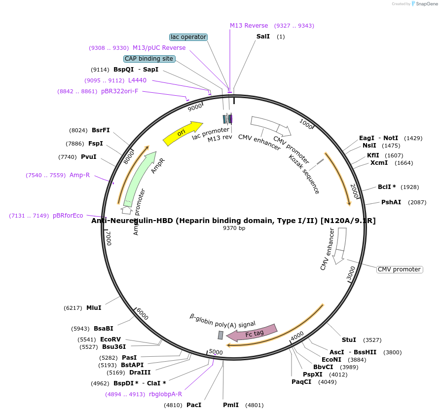 114507-plasmid-map-sequence-id-245886