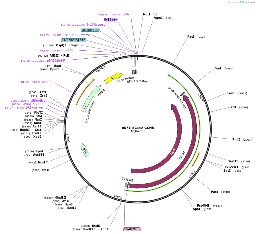 122509-plasmid-map-sequence-id-245888