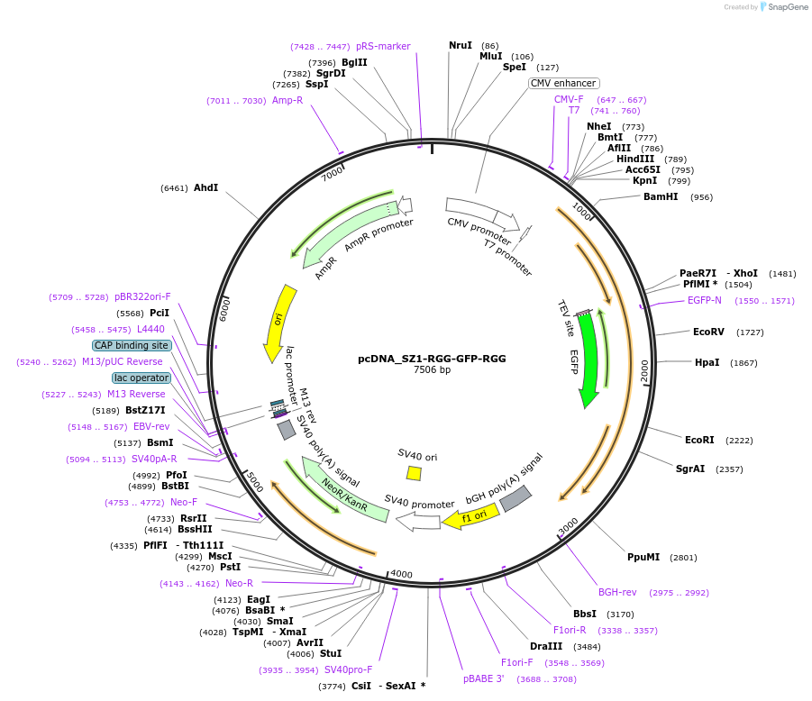 124932-plasmid-map-sequence-id-245895