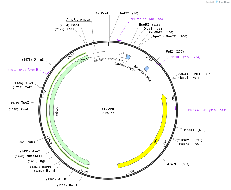 121025-plasmid-map-sequence-id-245900