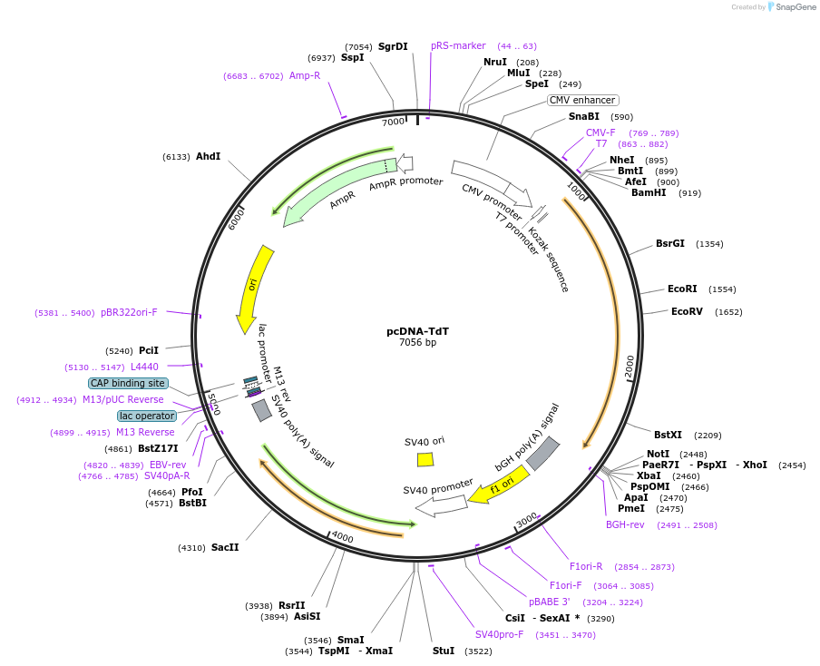 126450-plasmid-map-sequence-id-245920