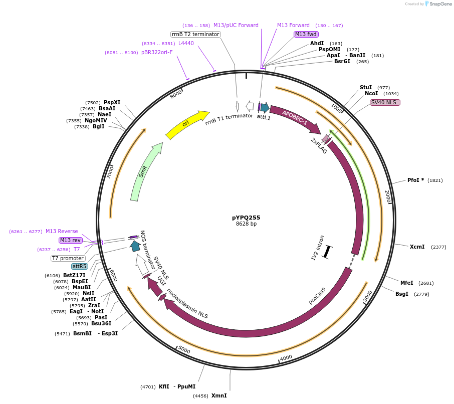 124310-plasmid-map-sequence-id-245934