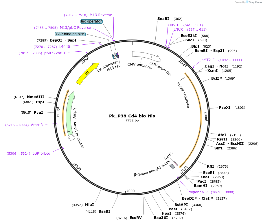 126846-plasmid-map-sequence-id-245946