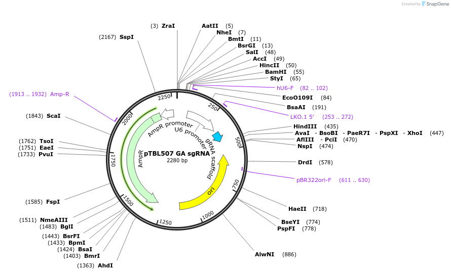 126434-plasmid-map-sequence-id-245951
