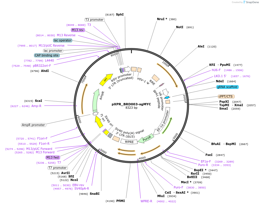 125770-plasmid-map-sequence-id-245953