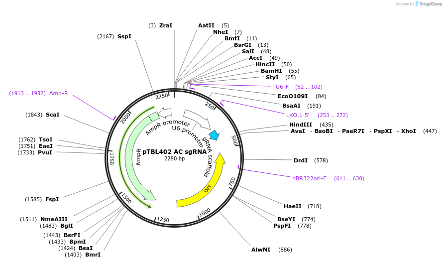 126427-plasmid-map-sequence-id-245955