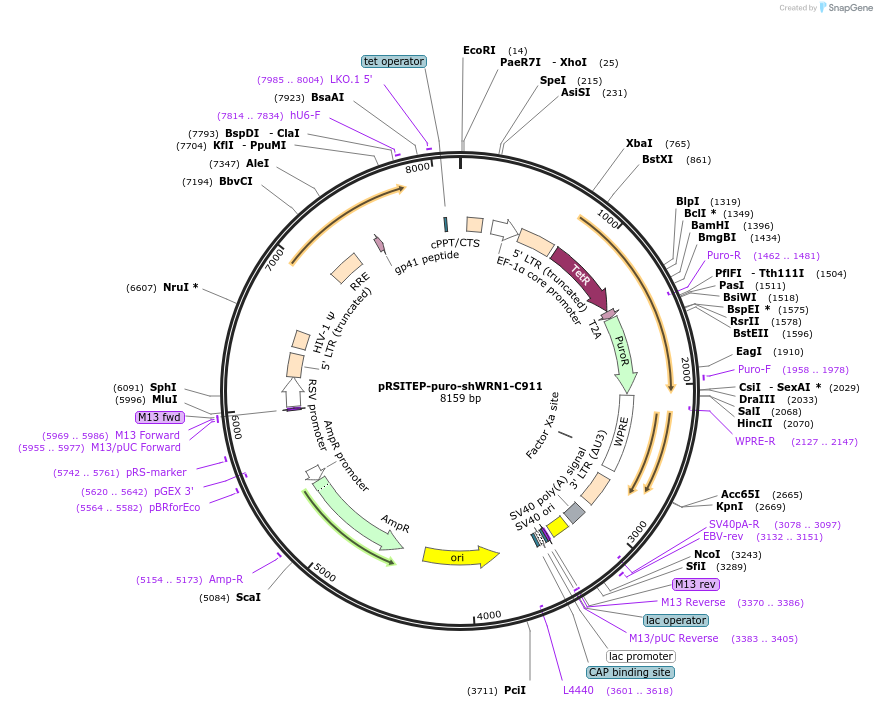 125784-plasmid-map-sequence-id-245957