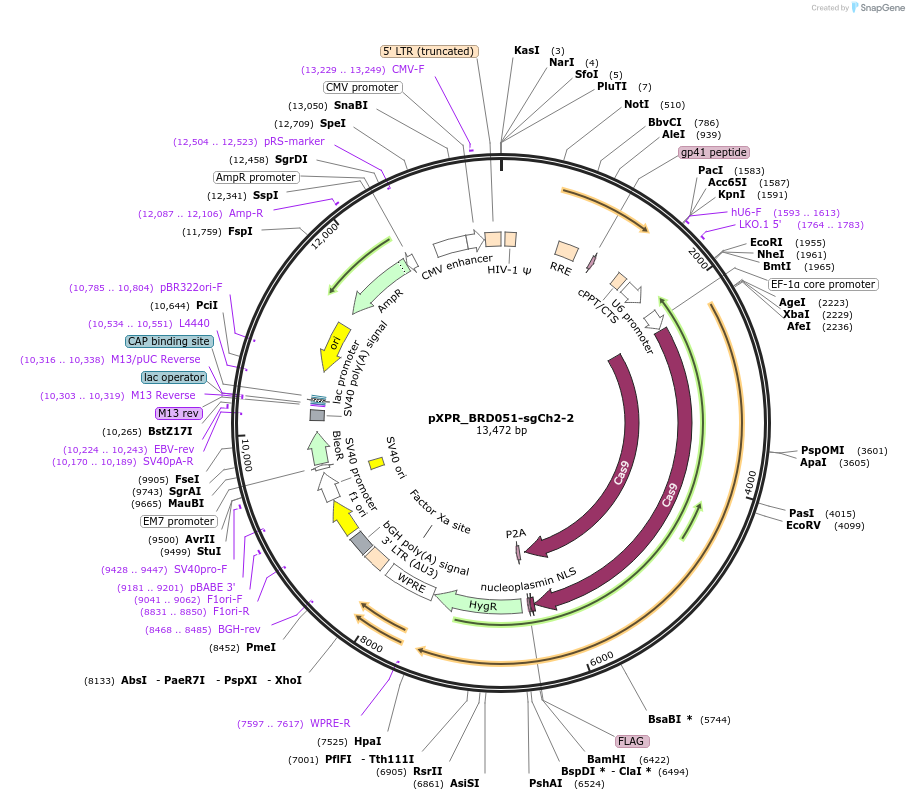 125775-plasmid-map-sequence-id-245962