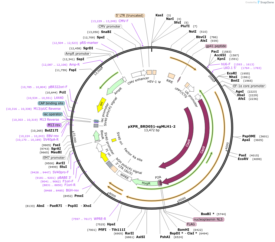 125777-plasmid-map-sequence-id-245981