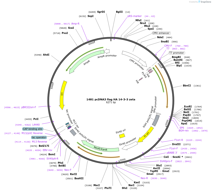 9002-plasmid-map-sequence-id-245998