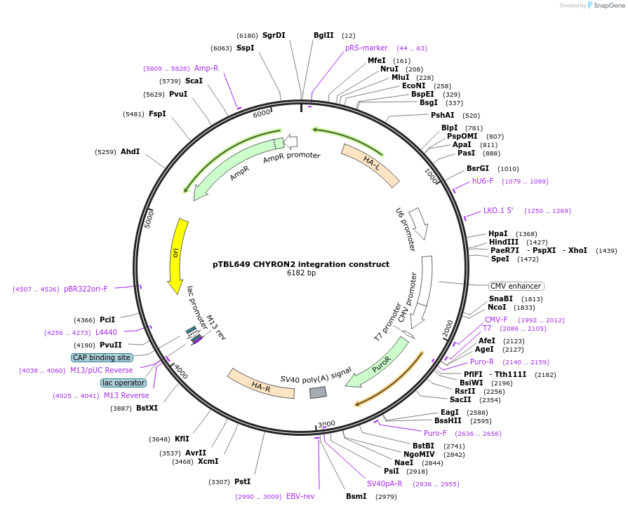 126446-plasmid-map-sequence-id-246053