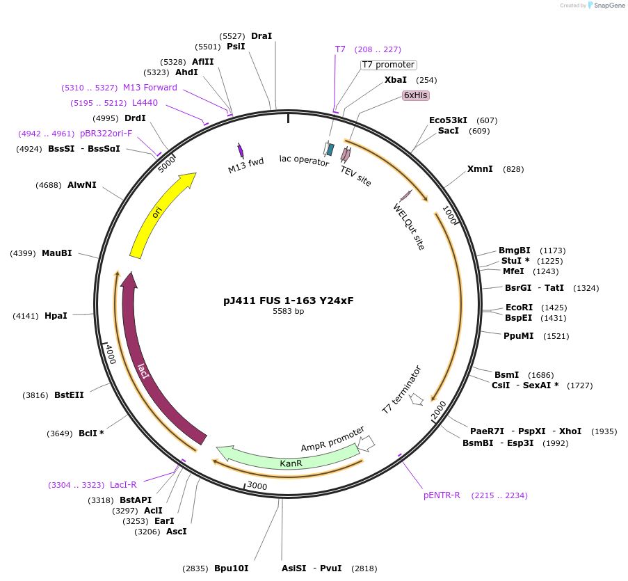 127196-plasmid-map-sequence-id-246054